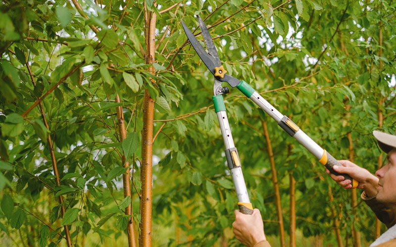 Tree trimming in Wayan, ID