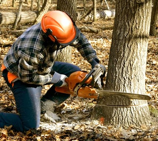 Tree Removal in Wayan, ID